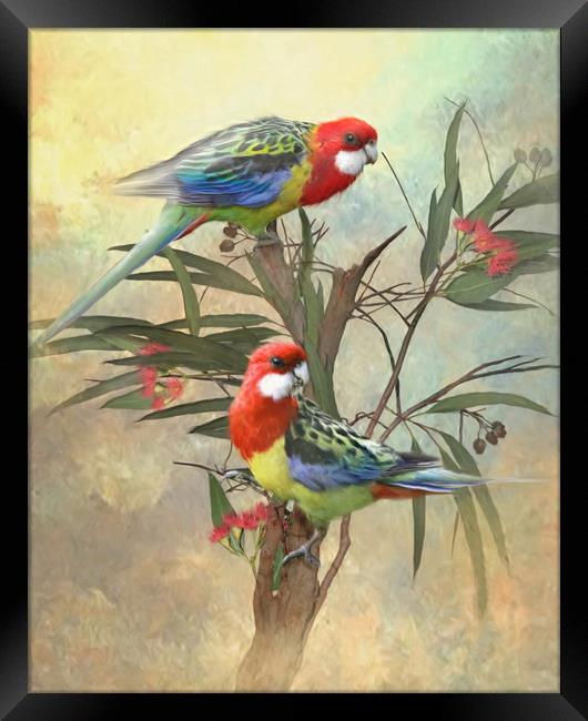 Eastern Rosella Framed Print by Trudi Simmonds