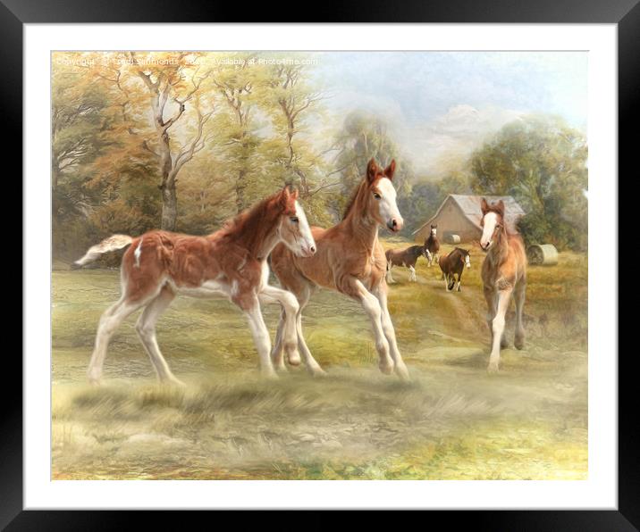 Foal Fun at Form Farm Framed Mounted Print by Trudi Simmonds