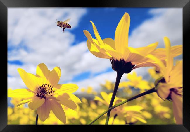 flying honey bee over yellow flower Framed Print by Mirko Macari