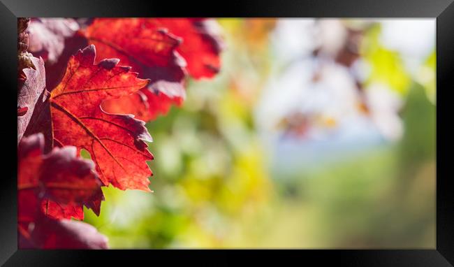Red leaves close up in the vineyard Framed Print by Mirko Macari