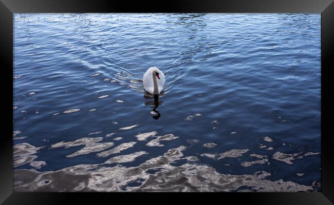 Majestic Swan Glides Through River Framed Print by Derek Daniel