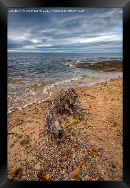 Driftwood on the beach at Hopeman Framed Print by Derek Daniel