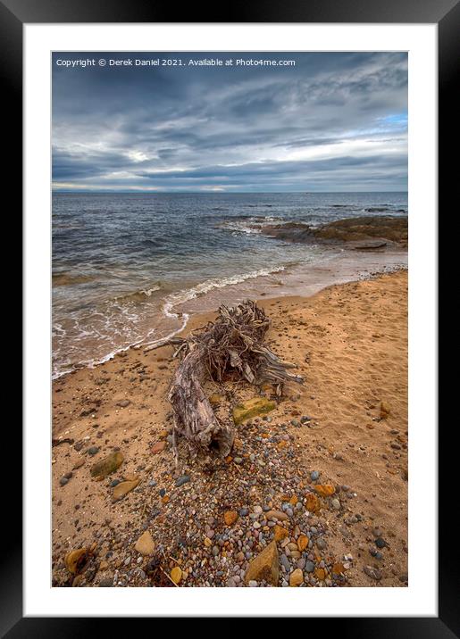 Driftwood on the beach at Hopeman Framed Mounted Print by Derek Daniel