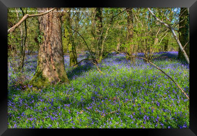 Bluebells at Pamphill, Wimborne Framed Print by Derek Daniel