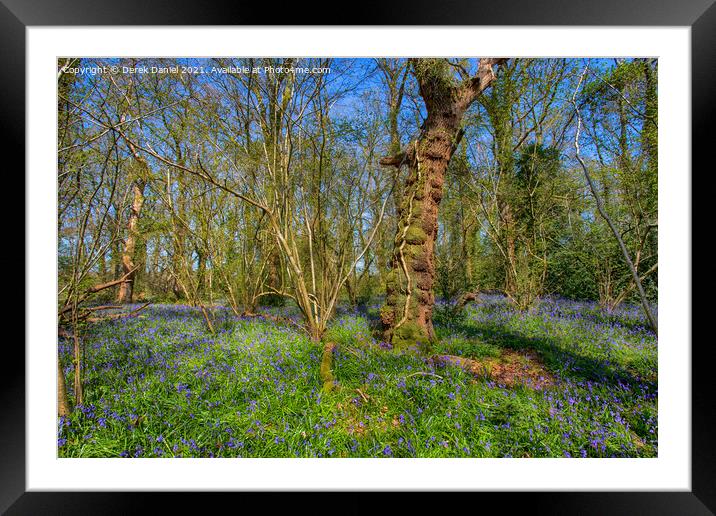 Bluebells at Pamphill #2, Wimborne Framed Mounted Print by Derek Daniel