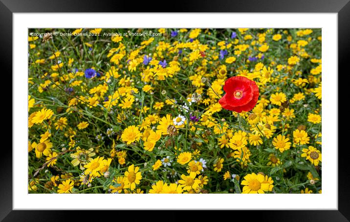Wildflowers #2 Framed Mounted Print by Derek Daniel