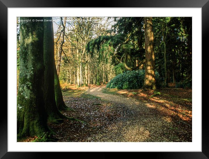 A Walk Through The New Forest Framed Mounted Print by Derek Daniel