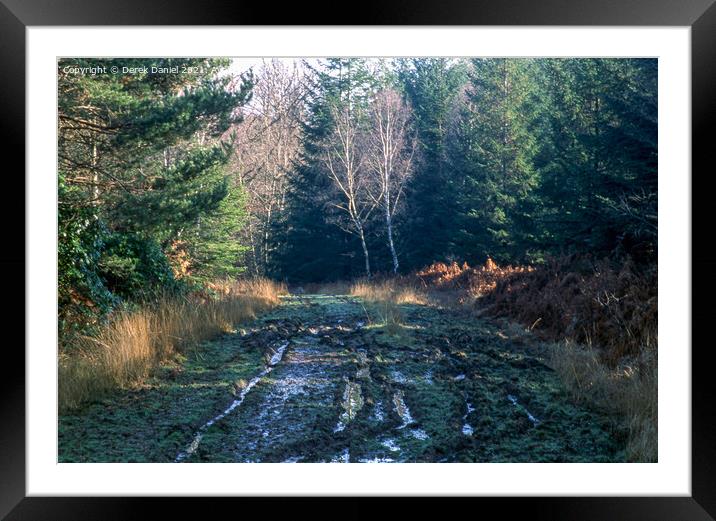 A Walk Through The New Forest #2 Framed Mounted Print by Derek Daniel