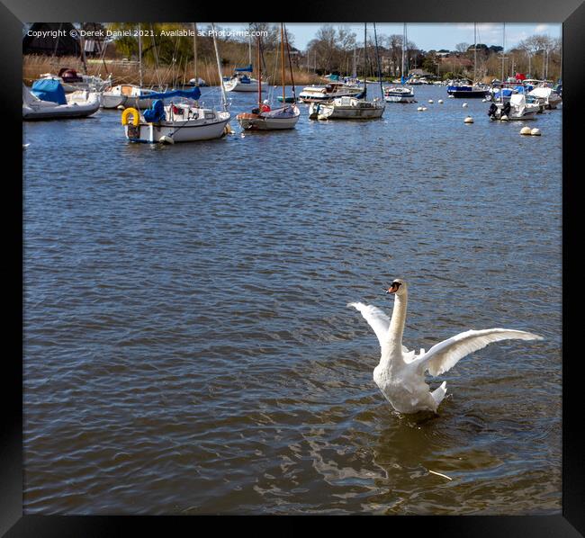 Swan flapping its wings Framed Print by Derek Daniel