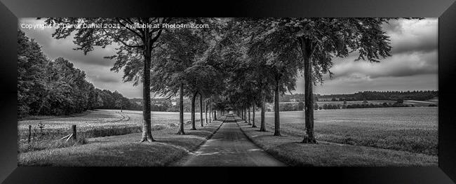 Avenue of Trees, Moor Crichel (mono, panoramic) Framed Print by Derek Daniel