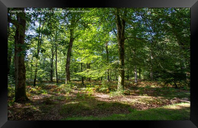 Autumns Idyllic New Forest Framed Print by Derek Daniel