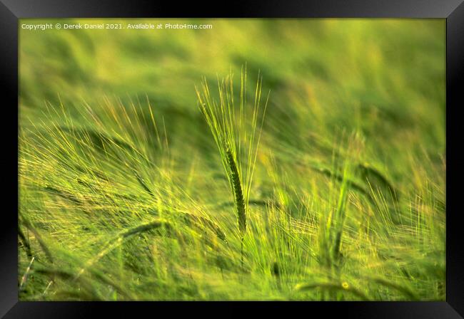 Golden Waves of Barley Framed Print by Derek Daniel