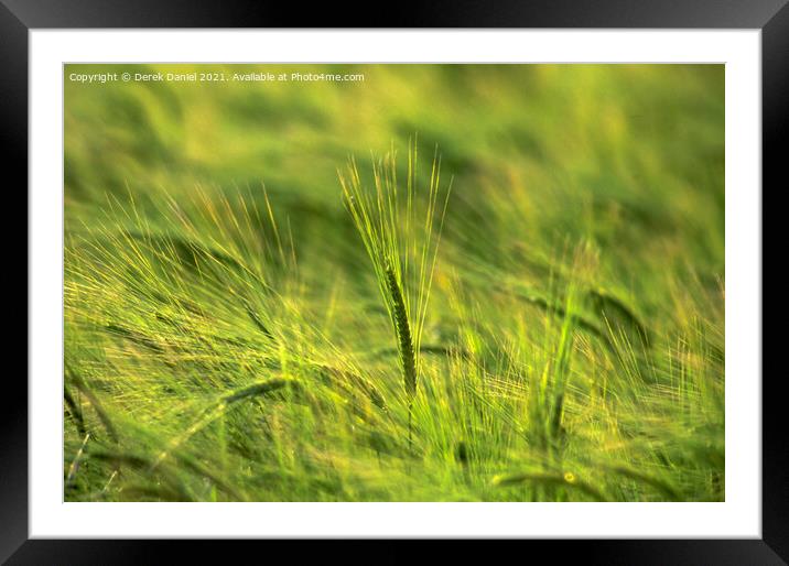 Golden Waves of Barley Framed Mounted Print by Derek Daniel