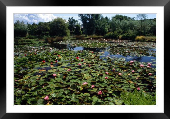 Water Lilies Framed Mounted Print by Derek Daniel