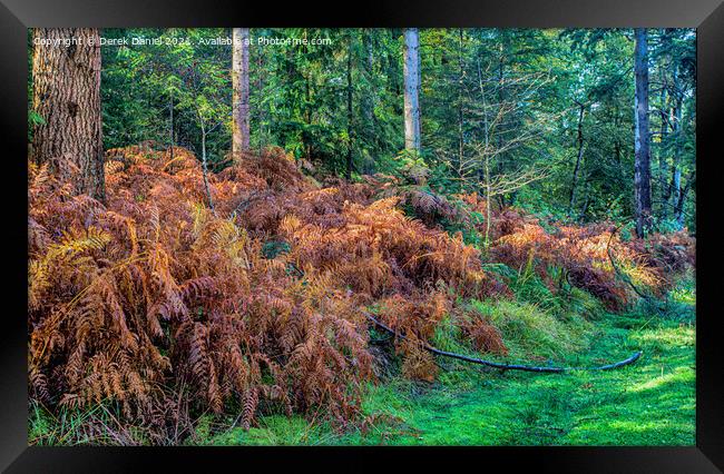 Golden Bracken Framed Print by Derek Daniel