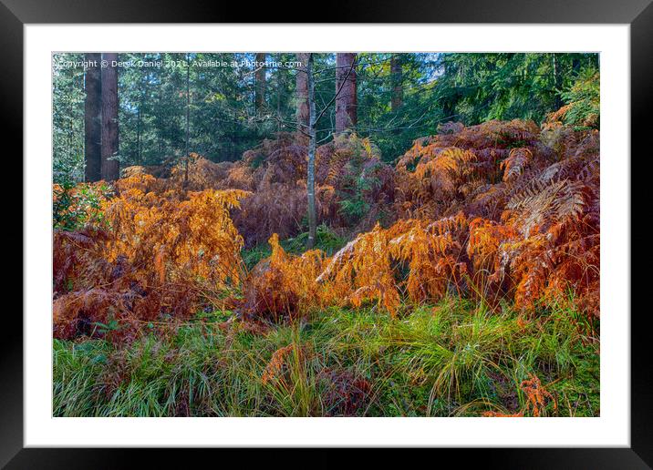 Golden Bracken Framed Mounted Print by Derek Daniel