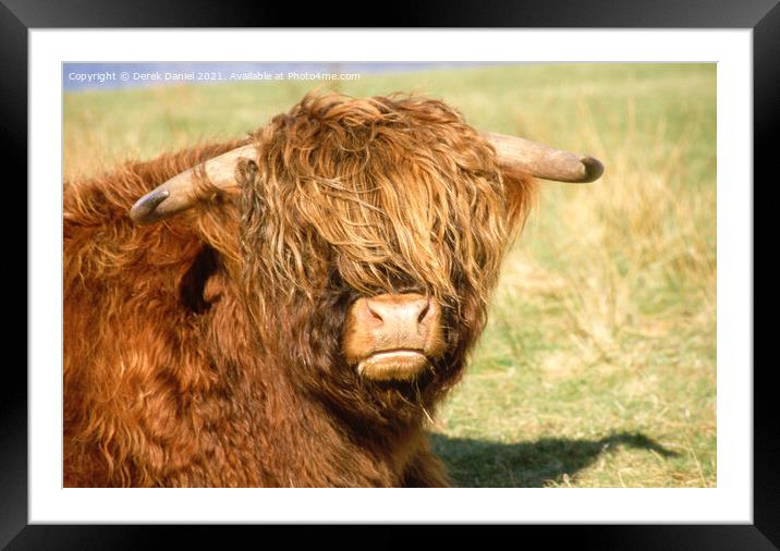 Highland cattle relaxing in the sun Framed Mounted Print by Derek Daniel