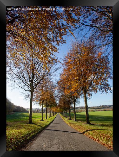 The Avenue of Trees in Autumn, Moor Crichel Framed Print by Derek Daniel