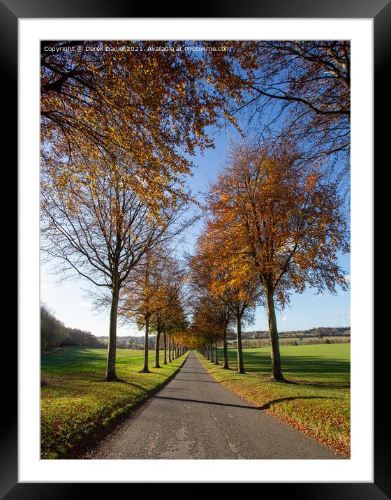 The Avenue of Trees in Autumn, Moor Crichel Framed Mounted Print by Derek Daniel