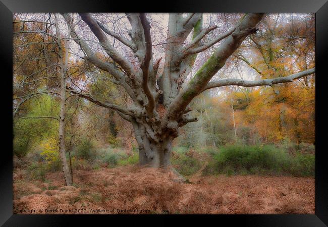 Autumn Forest Scene Framed Print by Derek Daniel