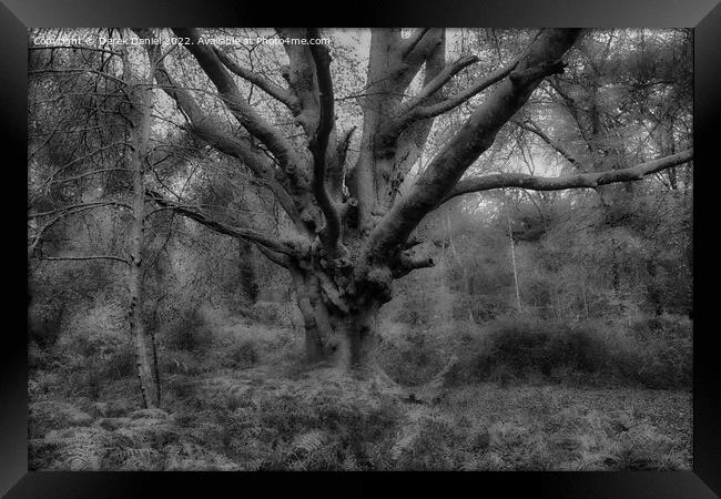 Autumn Forest Scene (mono) Framed Print by Derek Daniel