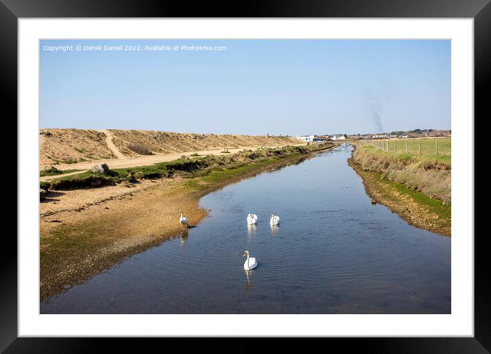 Swans, Sturt Pond Framed Mounted Print by Derek Daniel