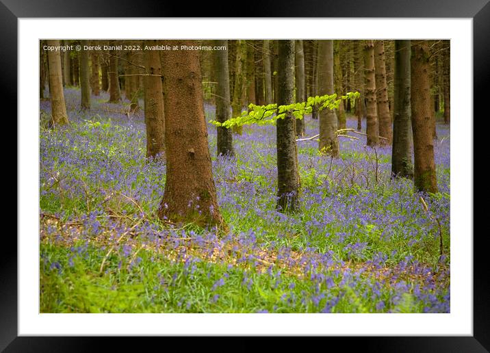 Bluebell Woods Framed Mounted Print by Derek Daniel