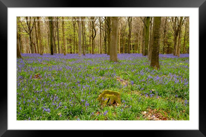 Bluebell Woods Framed Mounted Print by Derek Daniel