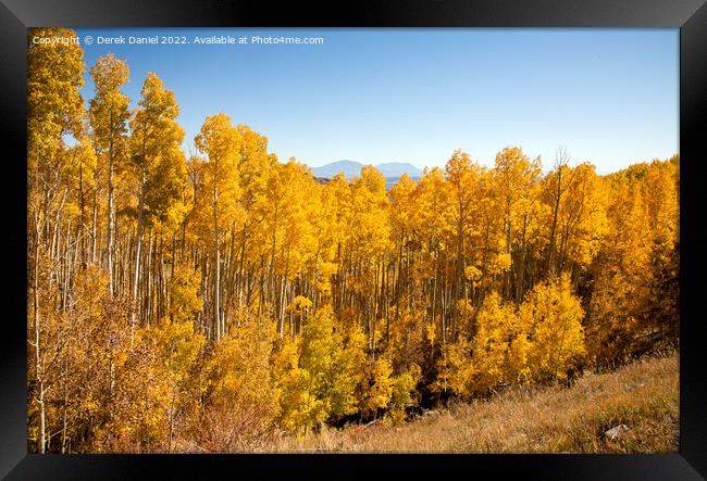 Aspens in the Autumn Framed Print by Derek Daniel