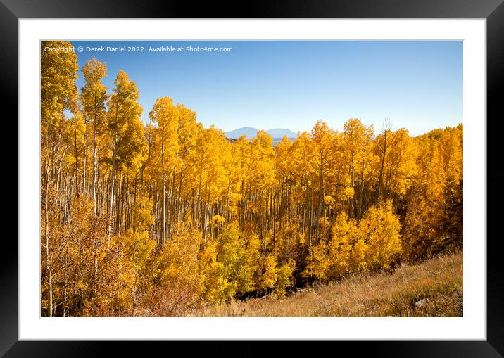 Aspens in the Autumn Framed Mounted Print by Derek Daniel