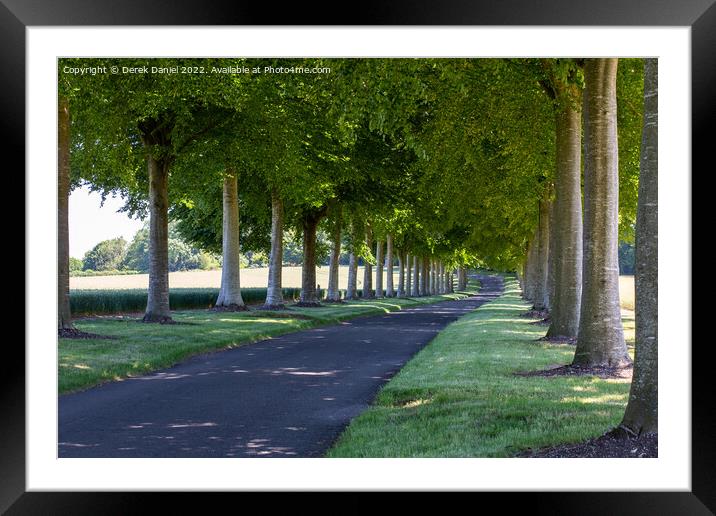 Avenue of Trees, Moor Crichel Framed Mounted Print by Derek Daniel