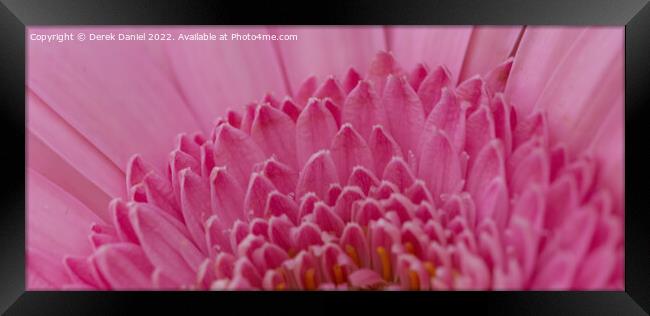 Flower Abstract #3 Framed Print by Derek Daniel