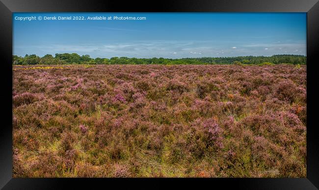  A field of Purple Heather Framed Print by Derek Daniel