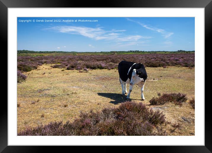 Black and White Cow standing in a field of Purple Heather Framed Mounted Print by Derek Daniel