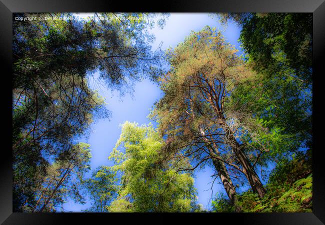 Looking Up Into The Trees Framed Print by Derek Daniel