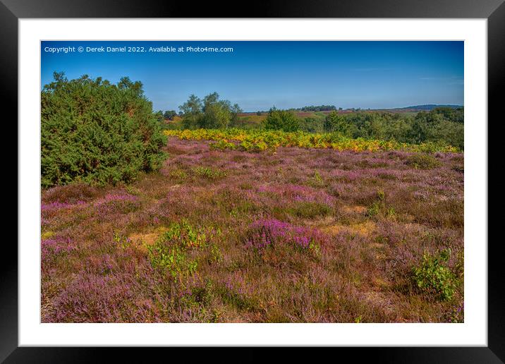 Purple Heather on Rockford Common Framed Mounted Print by Derek Daniel