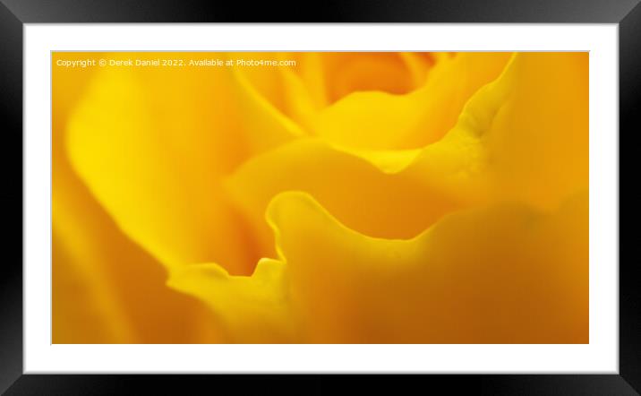 Radiant Yellow Rose Framed Mounted Print by Derek Daniel