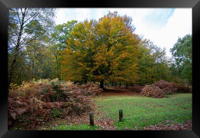 Autumn in the forest Framed Print by Derek Daniel