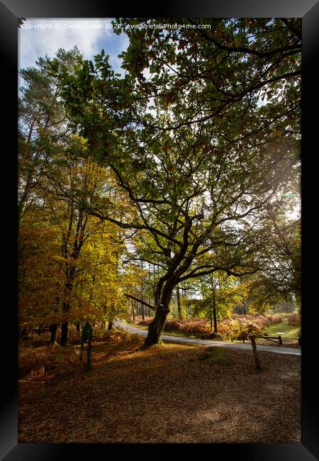 Autumn in the forest Framed Print by Derek Daniel