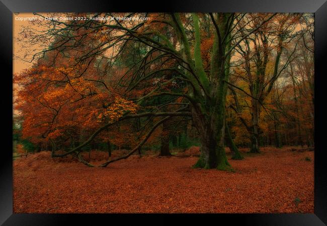 Autumn Forest Scene Framed Print by Derek Daniel