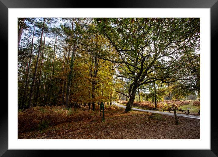 Autumn in the forest Framed Mounted Print by Derek Daniel