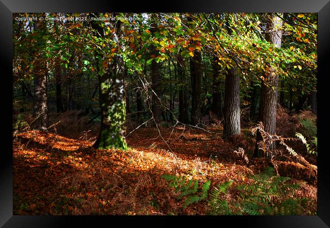 Enchanted Autumn Woods Framed Print by Derek Daniel