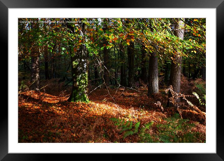 Enchanted Autumn Woods Framed Mounted Print by Derek Daniel