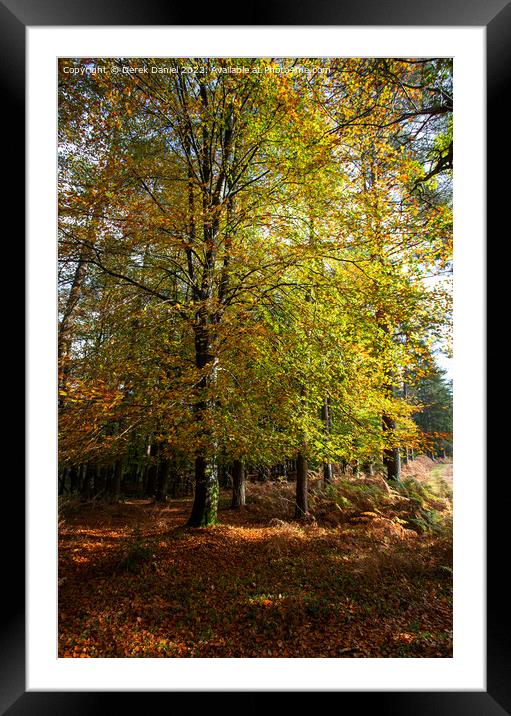Enchanting Autumn Woodland Scene Framed Mounted Print by Derek Daniel