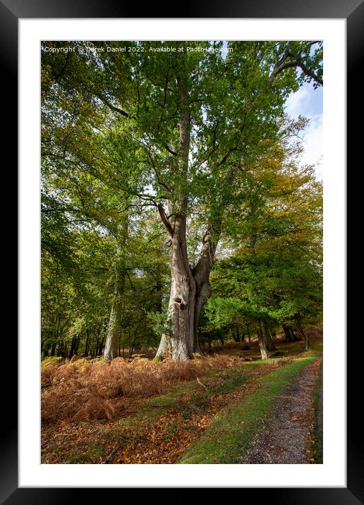 Enchanted Autumn Woodland Framed Mounted Print by Derek Daniel