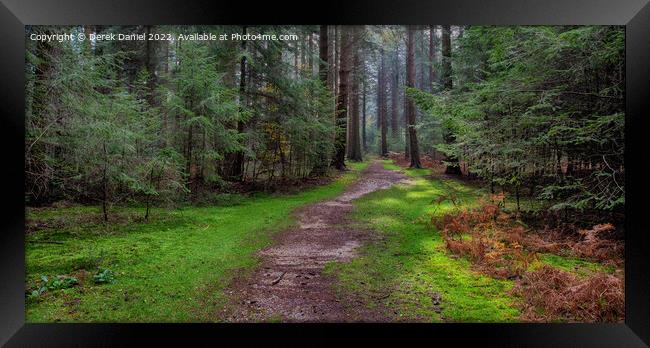 Enchanting Forest Trail Framed Print by Derek Daniel