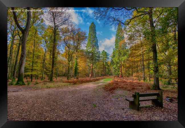 Majestic Autumn giants Framed Print by Derek Daniel