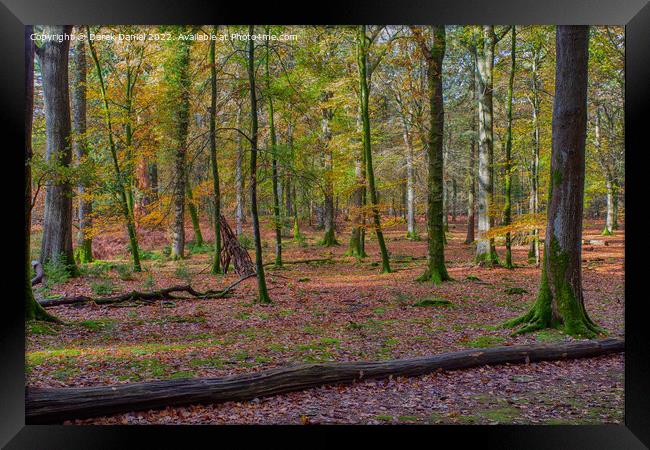 Beautiful Autumn Forest Scenery  Framed Print by Derek Daniel