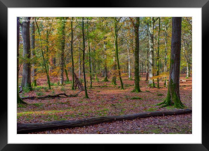 Beautiful Autumn Forest Scenery  Framed Mounted Print by Derek Daniel