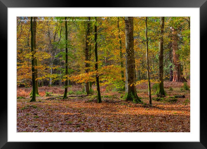 Wonderful Autumn Forest Scene Framed Mounted Print by Derek Daniel
